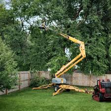 Tree and Shrub Care in Jackson, MN