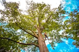 Best Tree Cabling and Bracing  in Jackson, MN