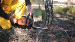 Best Stump Grinding and Removal  in Jackson, MN