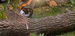 Best Fruit Tree Pruning  in Jackson, MN