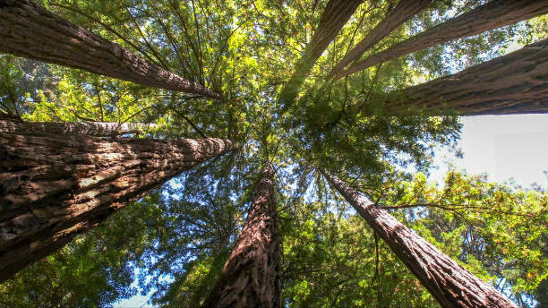 Best Tree Preservation Services  in Jackson, MN