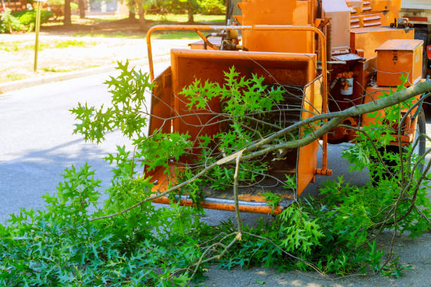 Professional Tree Services in Jackson, MN