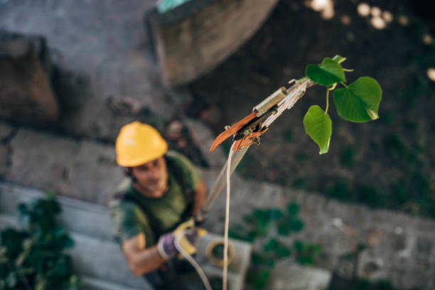 Best Fruit Tree Pruning  in Jackson, MN