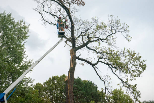 Best Commercial Tree Services  in Jackson, MN
