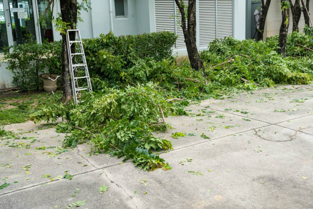 Best Leaf Removal  in Jackson, MN
