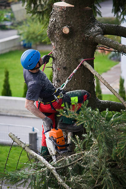 Best Tree Health Inspection  in Jackson, MN