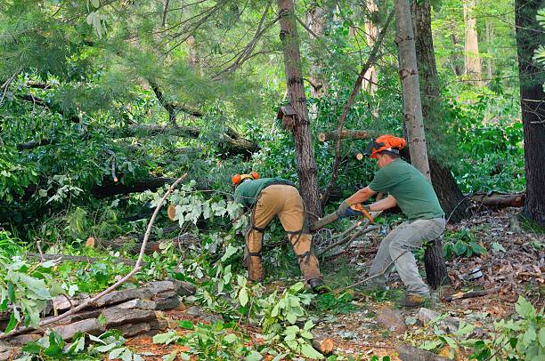 How Our Tree Care Process Works  in  Jackson, MN