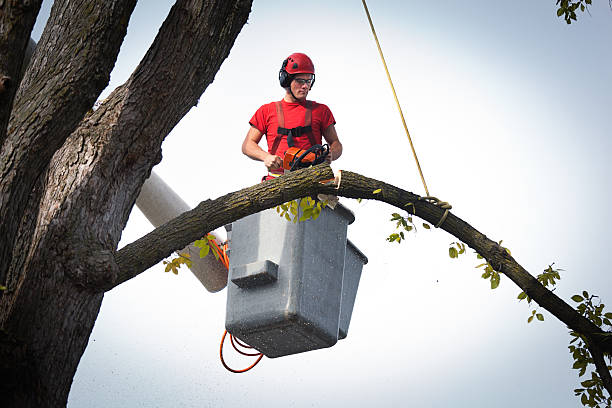 Professional Tree Services in Jackson, MN