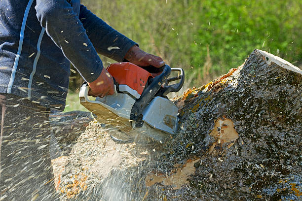 Tree and Shrub Care in Jackson, MN