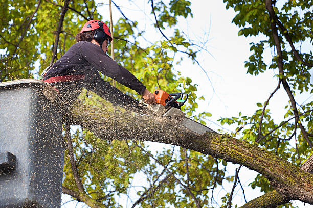 Best Aeration Services  in Jackson, MN