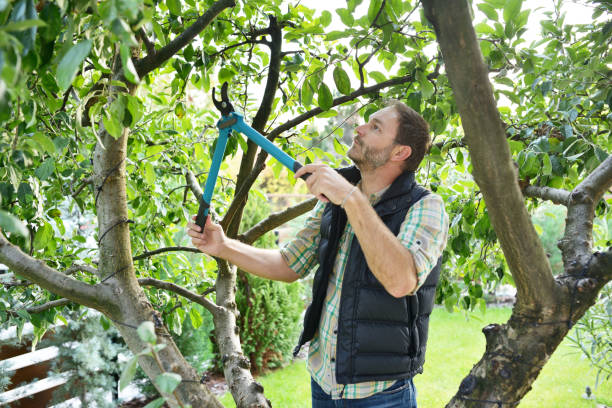 Best Tree Risk Assessment  in Jackson, MN